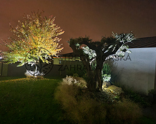 Olivovníky - Morava - Slovácko