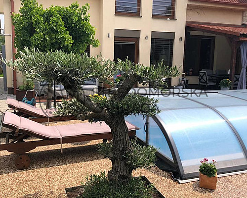 Olivovníky na Slovensku